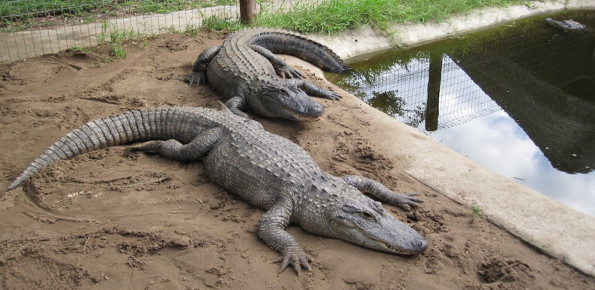 Crocodile Centre St Lucia